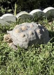Lost Male Other last seen Near se 35 ave, Homestead, FL 33033