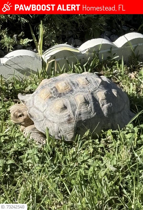 Lost Male Other last seen Near se 35 ave, Homestead, FL 33033