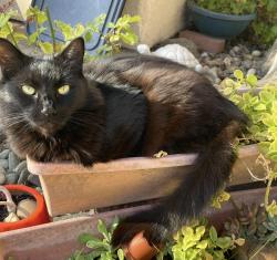 Reunited Male Cat last seen Somerset Highlands, Vallejo, CA 94591