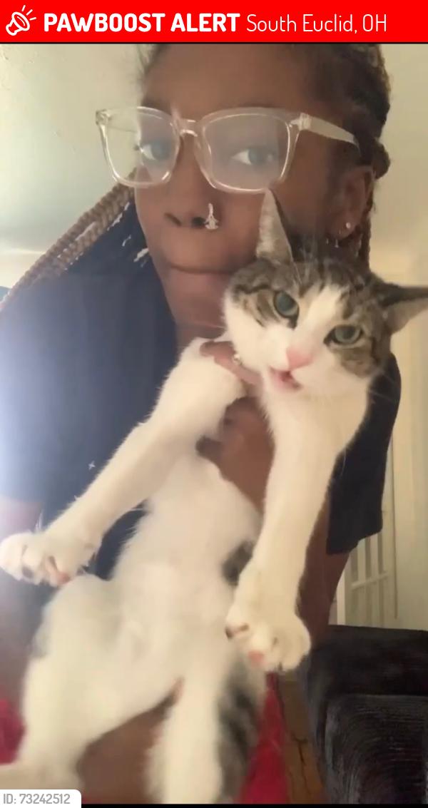 Lost Female Cat last seen Miramar, Wrenford, Lambert, South Euclid, OH 44121