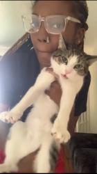 Lost Female Cat last seen Miramar, Wrenford, Lambert, South Euclid, OH 44121