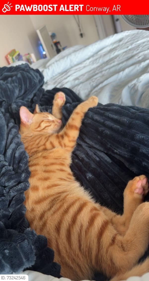 Lost Male Cat last seen centerstone apmts, Conway, AR 72034