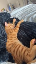 Lost Male Cat last seen centerstone apmts, Conway, AR 72034