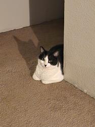 Lost Female Cat last seen Petrovinsky, Renton, WA 98058