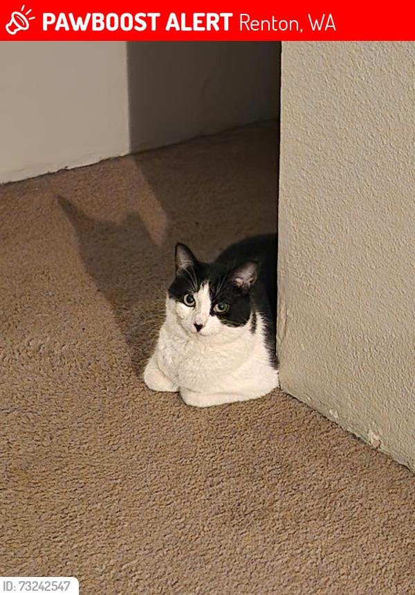 Lost Female Cat last seen Petrovinsky, Renton, WA 98058