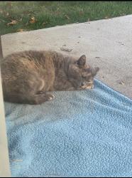Lost Female Cat last seen Waltham Rd and Tewksbury, Fairless Hills, PA 19030