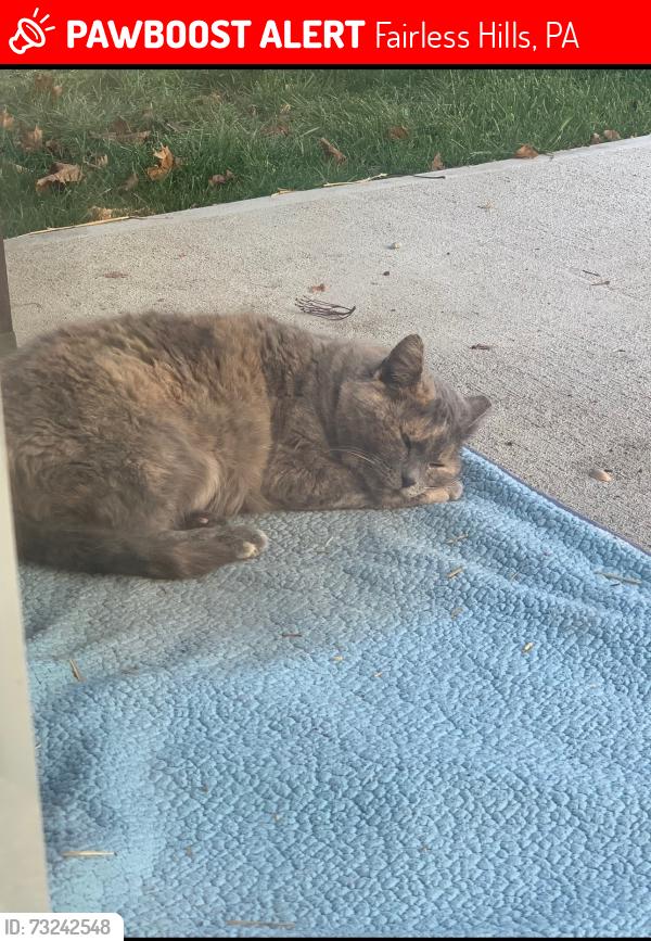 Lost Female Cat last seen Waltham Rd and Tewksbury, Fairless Hills, PA 19030