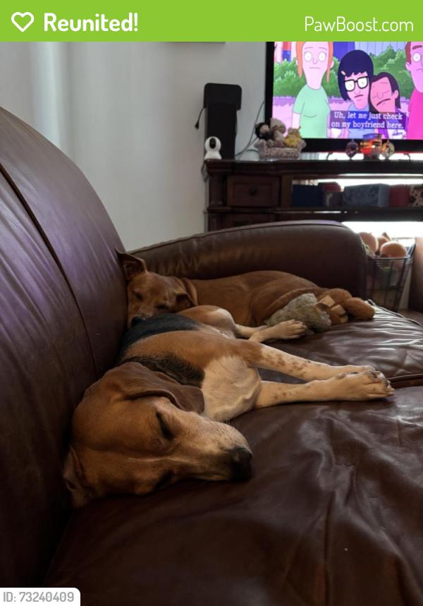 Reunited Female Dog last seen Auburn St, Houston, TX 77017