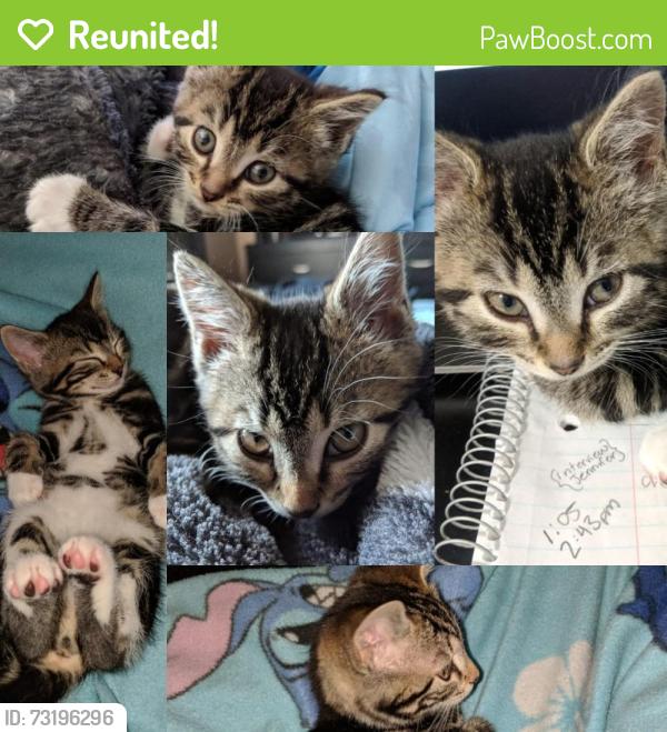 Reunited Female Cat last seen Nelson and Merritt dr close to Sam Riddley, La Vergne, TN 37086