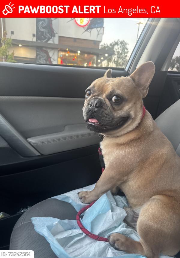Lost Male Dog last seen Ingomar & Desoto, Los Angeles, CA 91306