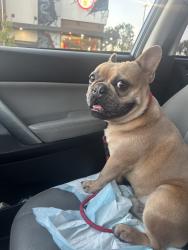Lost Male Dog last seen Ingomar & Desoto, Los Angeles, CA 91306
