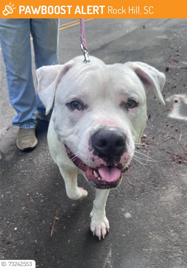 Found/Stray Male Dog last seen Pennington Rd, Grayson road, Rock Hill, SC 29731