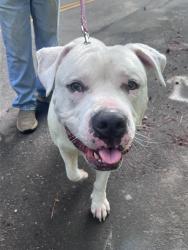 Found/Stray Male Dog last seen Pennington Rd, Grayson road, Rock Hill, SC 29731