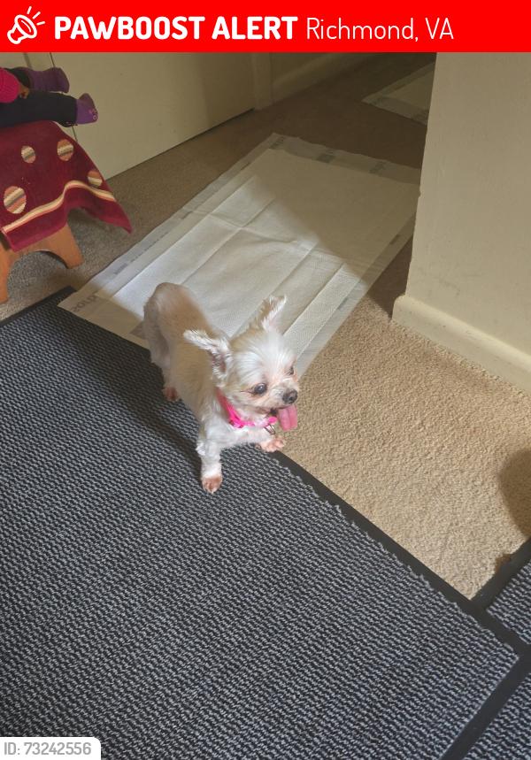 Lost Female Dog last seen Moss side Ave. could be in the forest, Richmond, VA 23227