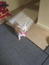 Lost Female Dog last seen Moss side Ave. could be in the forest, Richmond, VA 23227