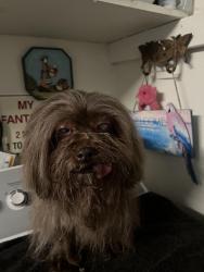 Lost Female Dog last seen Near Sw 87th Place Ocala FL 34476 United States, Ocala, FL 34476