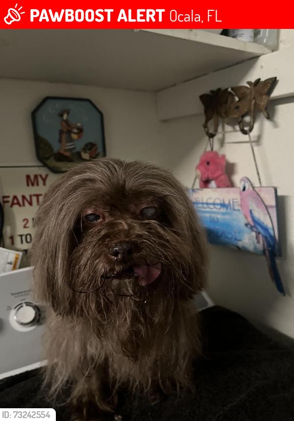 Lost Female Dog last seen Near Sw 87th Place Ocala FL 34476 United States, Ocala, FL 34476