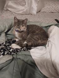 Reunited Female Cat last seen Corner Hyde Park Ave and Ramsdell Ave Roslindale, Boston, MA 02131