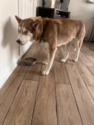 Found/Stray Female Dog last seen Church, Houston, TX 77008