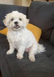 Reunited Female Dog last seen Sheperds & Pioneer, South Lake Tahoe, CA 96150