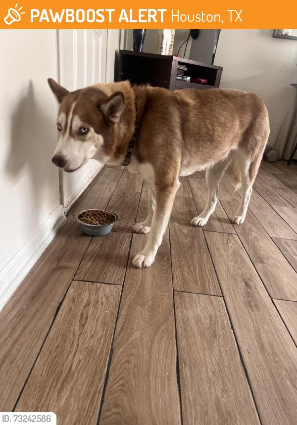 Found/Stray Female Dog last seen Church, Houston, TX 77008