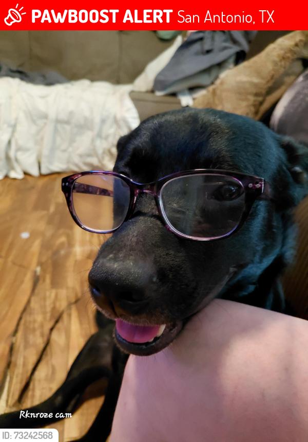 Lost Male Dog last seen Espada park area, San Antonio, TX 78223