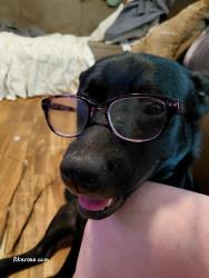 Lost Male Dog last seen Espada park area, San Antonio, TX 78223