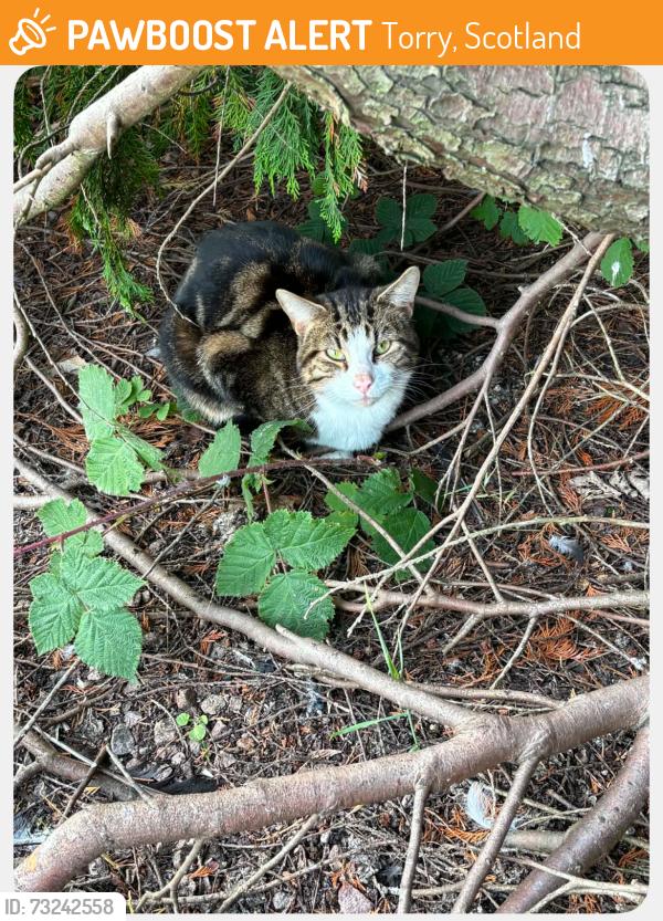 Found/Stray Unknown Cat last seen Near Abbbotwell Road next road to Banks o Dee, Torry, Scotland 