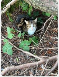 Found/Stray Unknown Cat last seen Near Abbbotwell Road next road to Banks o Dee, Torry, Scotland 