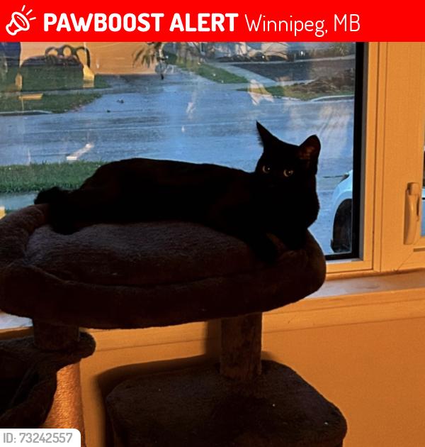 Lost Male Cat last seen Havelock and neepawa, Winnipeg, MB 