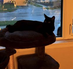 Lost Male Cat last seen Havelock and neepawa, Winnipeg, MB 
