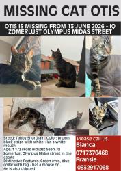 Lost Male Cat last seen Zomerlust est, Midus street, Olympus, Pretoria, GP 0081