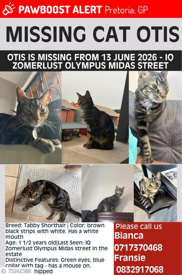 Lost Male Cat last seen Zomerlust est, Midus street, Olympus, Pretoria, GP 0081