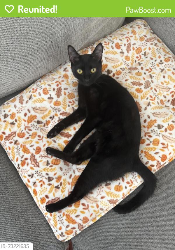 Reunited Female Cat last seen Tereticornis ave and Rostrata ave, Lake Elsinore, CA 92532