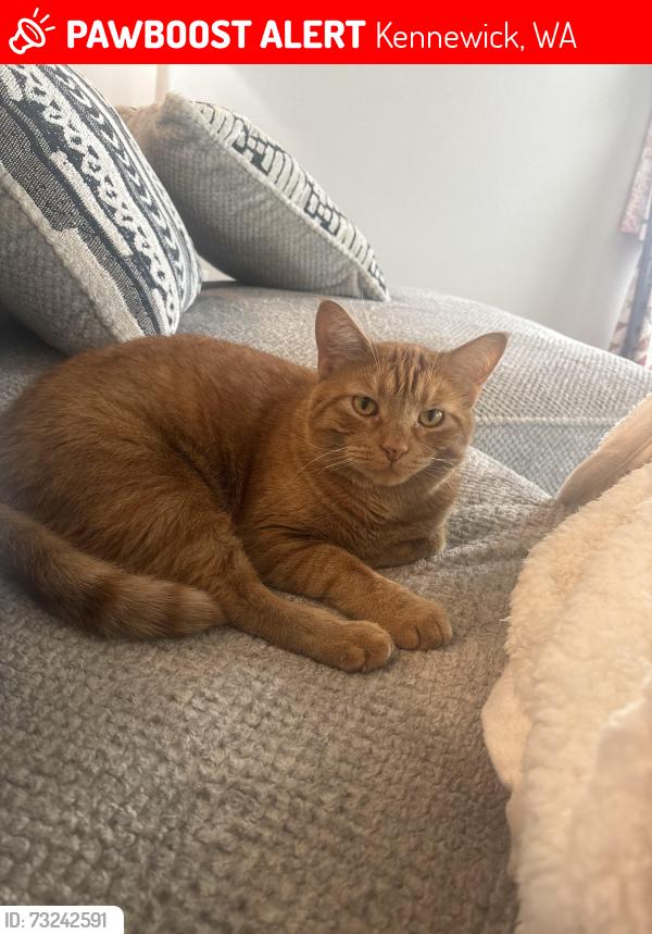 Lost Male Cat last seen 5th Pl. Yolo St., Kennewick, WA 99336