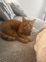 Lost Male Cat last seen 5th Pl. Yolo St., Kennewick, WA 99336