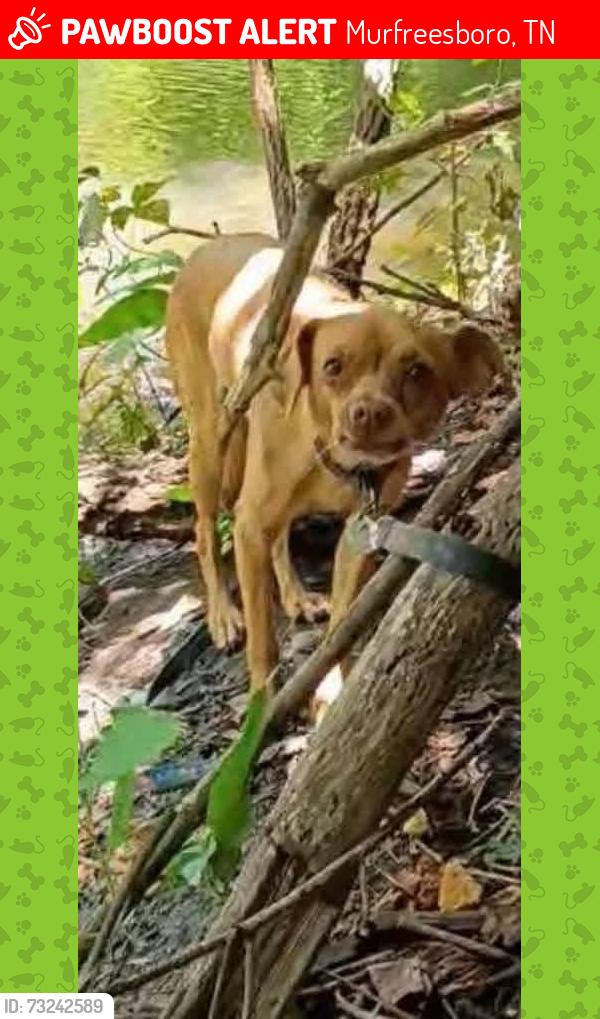 Lost Female Dog last seen Train station in Murfreesboro TN off broad st on main st, Murfreesboro, TN 37129