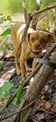 Lost Female Dog last seen Train station in Murfreesboro TN off broad st on main st, Murfreesboro, TN 37129
