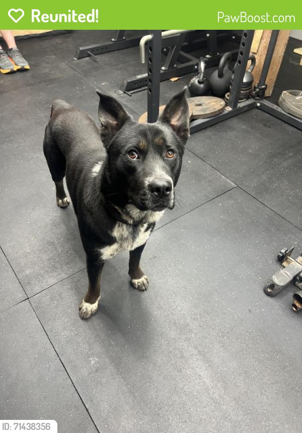 Reunited Male Dog last seen Near Cloverdale Loop, Hixson, TN 37343, USA, Chattanooga, TN 37343