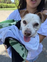 Found/Stray Male Dog last seen North Sperry Road, E Keyes Rd, CA 95316