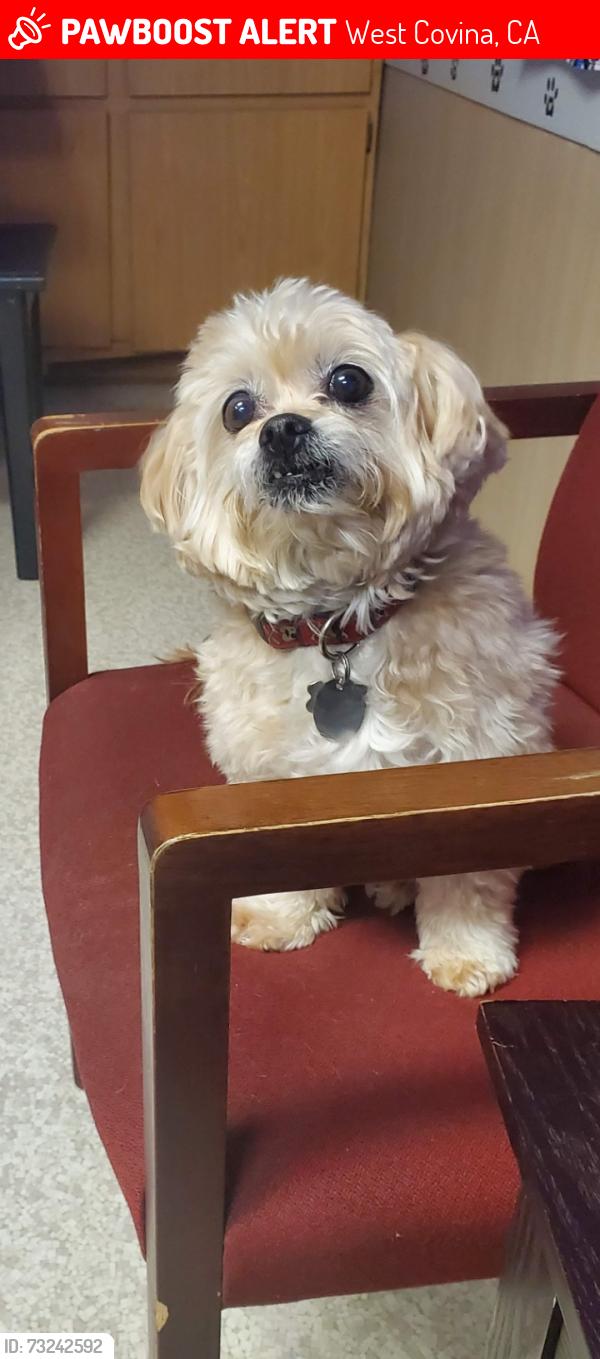 Lost Male Dog last seen South Garvey/Azusa, West Covina, CA 91791