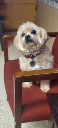 Lost Male Dog last seen South Garvey/Azusa, West Covina, CA 91791