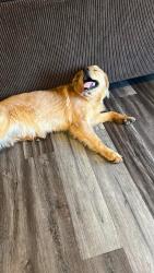 Reunited Male Dog last seen julian ridge rd, Chattanooga, TN 37421
