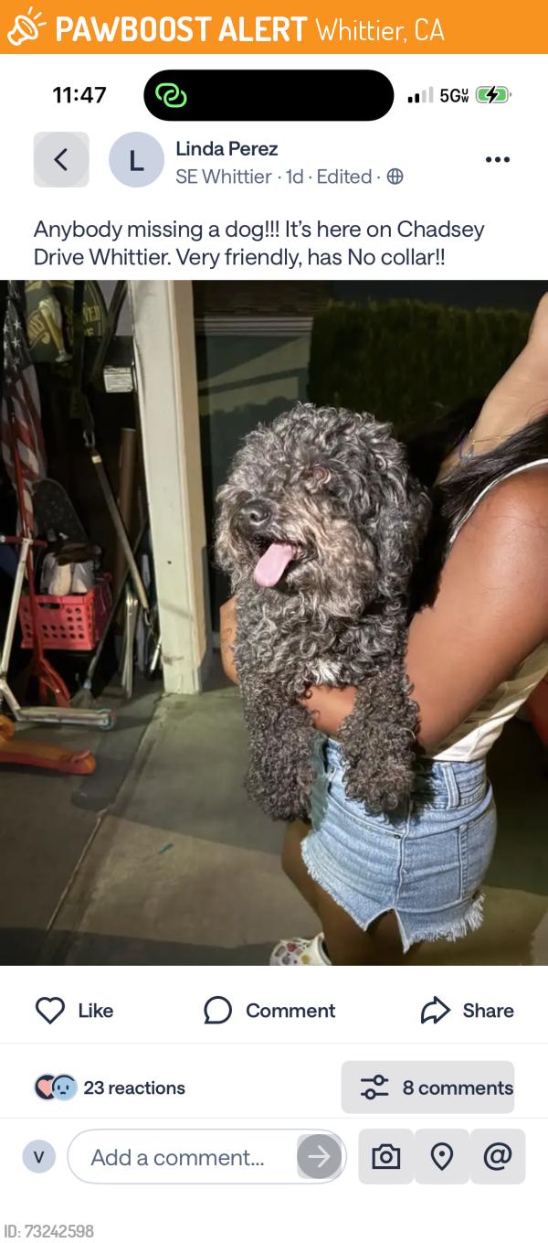 Found/Stray Unknown Dog last seen Chadsey, Whittier, CA 90604