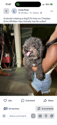 Found/Stray Unknown Dog last seen Chadsey, Whittier, CA 90604