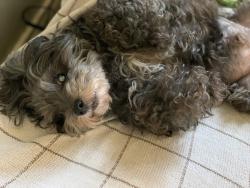 Lost Male Dog last seen Hickory cove, Houston, TX 77095
