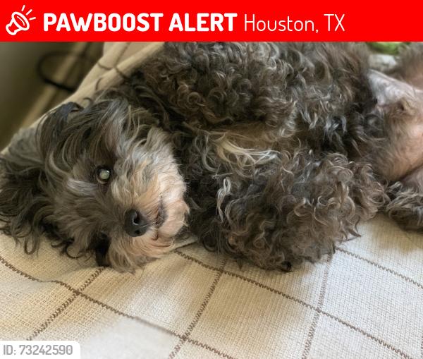 Lost Male Dog last seen Hickory cove, Houston, TX 77095