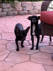 Found/Stray Female Dog last seen Pond View Dr, Linda, CA 95901