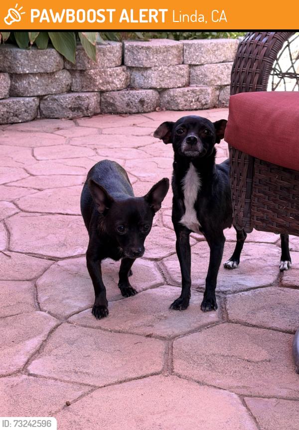Found/Stray Female Dog last seen Pond View Dr, Linda, CA 95901