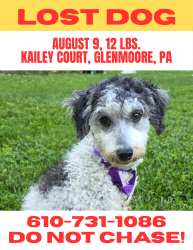 Reunited Female Dog last seen Kailey Court near Highspire Road, West Brandywine Township, PA 19343
